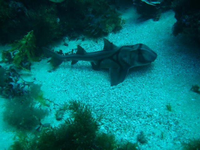 Had a run in with a shark today diving